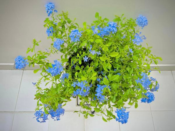 Can canh biet thu trai day hoa cua Cong Vinh - Thuy Tien