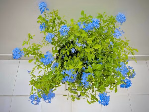 Can canh biet thu trai day hoa cua Cong Vinh - Thuy Tien