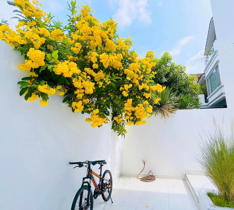 Can canh biet thu trai day hoa cua Cong Vinh - Thuy Tien-Hinh-4