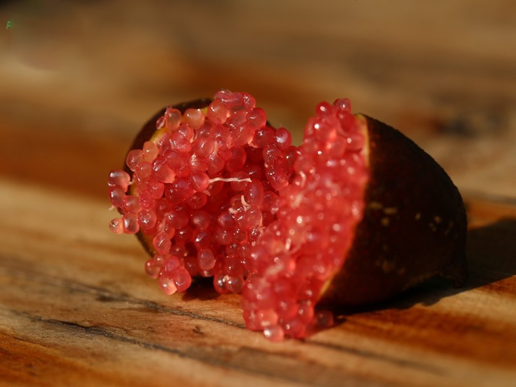 Giong chanh dat nhat the gioi, 7 trieu dong/kg co gi dac biet?-Hinh-5