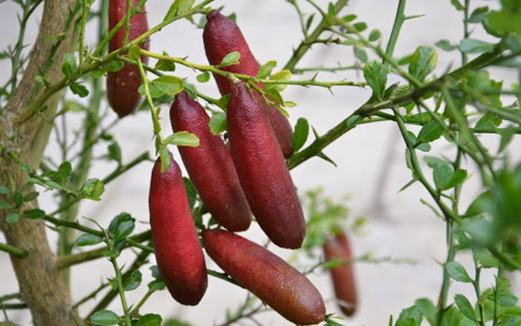 Giong chanh dat nhat the gioi, 7 trieu dong/kg co gi dac biet?-Hinh-3