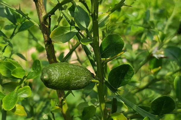 Giong chanh dat nhat the gioi, 7 trieu dong/kg co gi dac biet?-Hinh-8