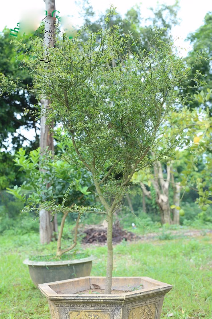 Giong chanh dat nhat the gioi, 7 trieu dong/kg co gi dac biet?-Hinh-11