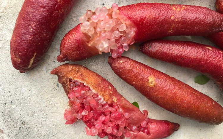 Giong chanh dat nhat the gioi, 7 trieu dong/kg co gi dac biet?