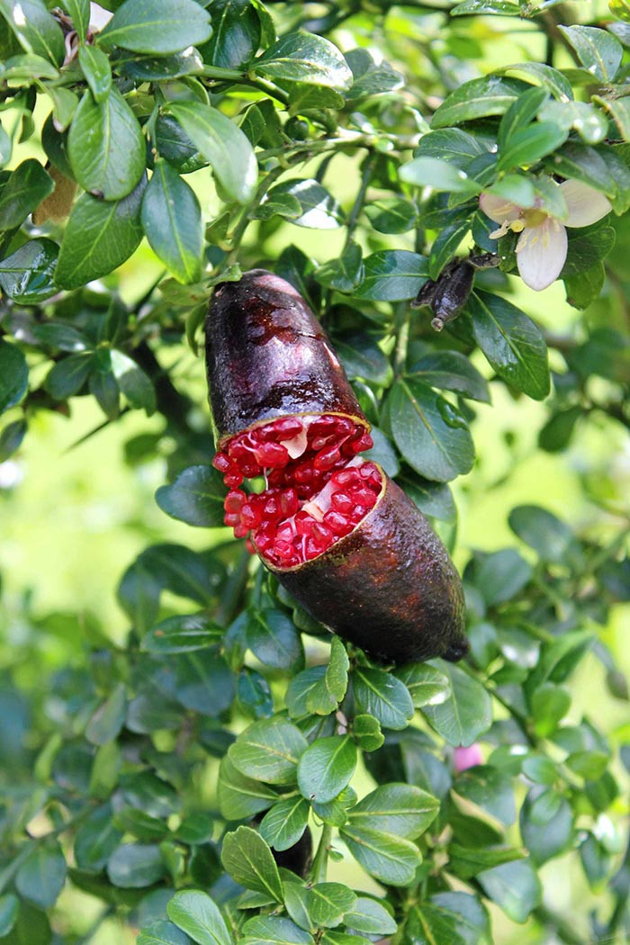 Giong chanh dat nhat the gioi, 7 trieu dong/kg co gi dac biet?-Hinh-7