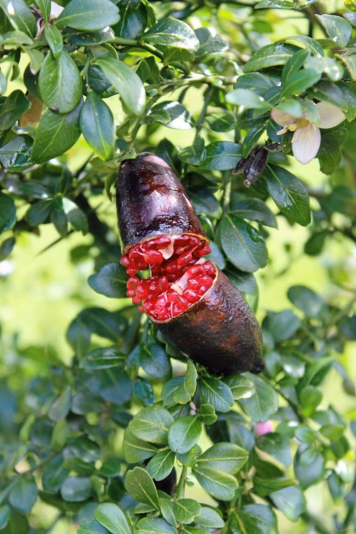 Giong chanh dat nhat the gioi, 7 trieu dong/kg co gi dac biet?-Hinh-7