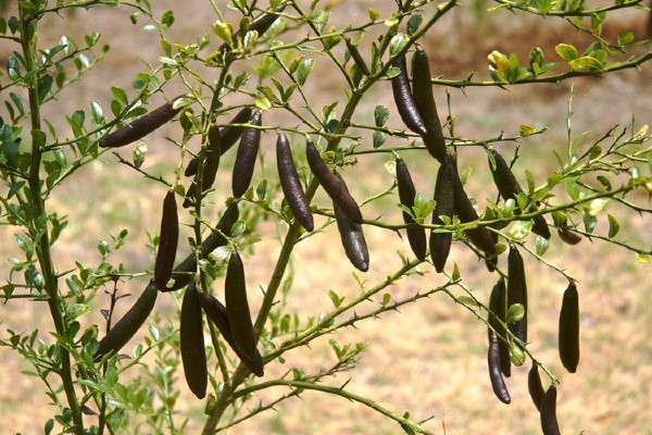 Giong chanh dat nhat the gioi, 7 trieu dong/kg co gi dac biet?-Hinh-10