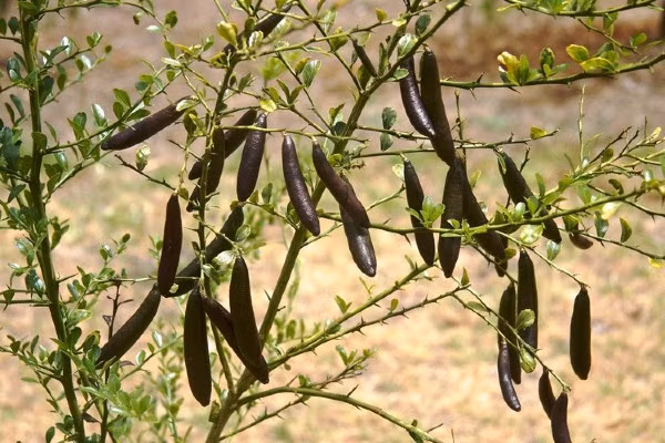 Giong chanh dat nhat the gioi, 7 trieu dong/kg co gi dac biet?-Hinh-10