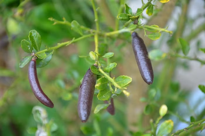 Giong chanh dat nhat the gioi, 7 trieu dong/kg co gi dac biet?-Hinh-9