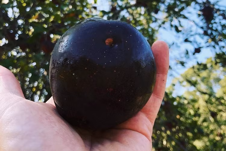 Tao den xi bo beo gi... gan nua trieu dong/qua?