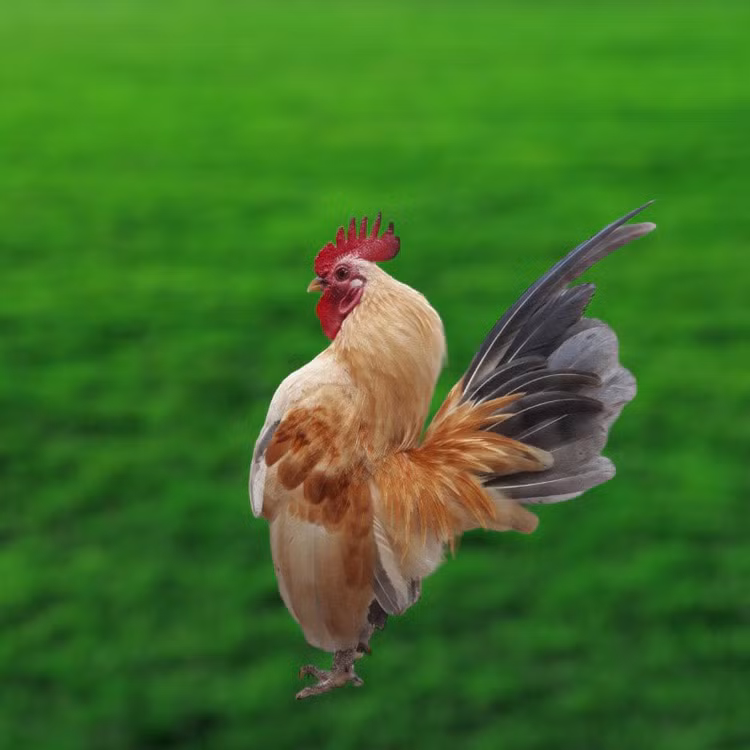 La mat giong ga “nguc khung” 50 trieu hut nha giau Viet