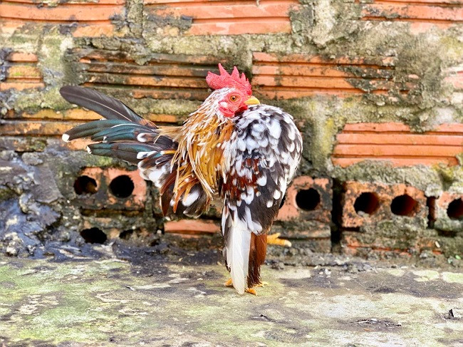 La mat giong ga “nguc khung” 50 trieu hut nha giau Viet-Hinh-7