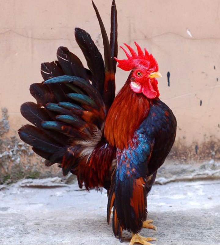 La mat giong ga “nguc khung” 50 trieu hut nha giau Viet-Hinh-5