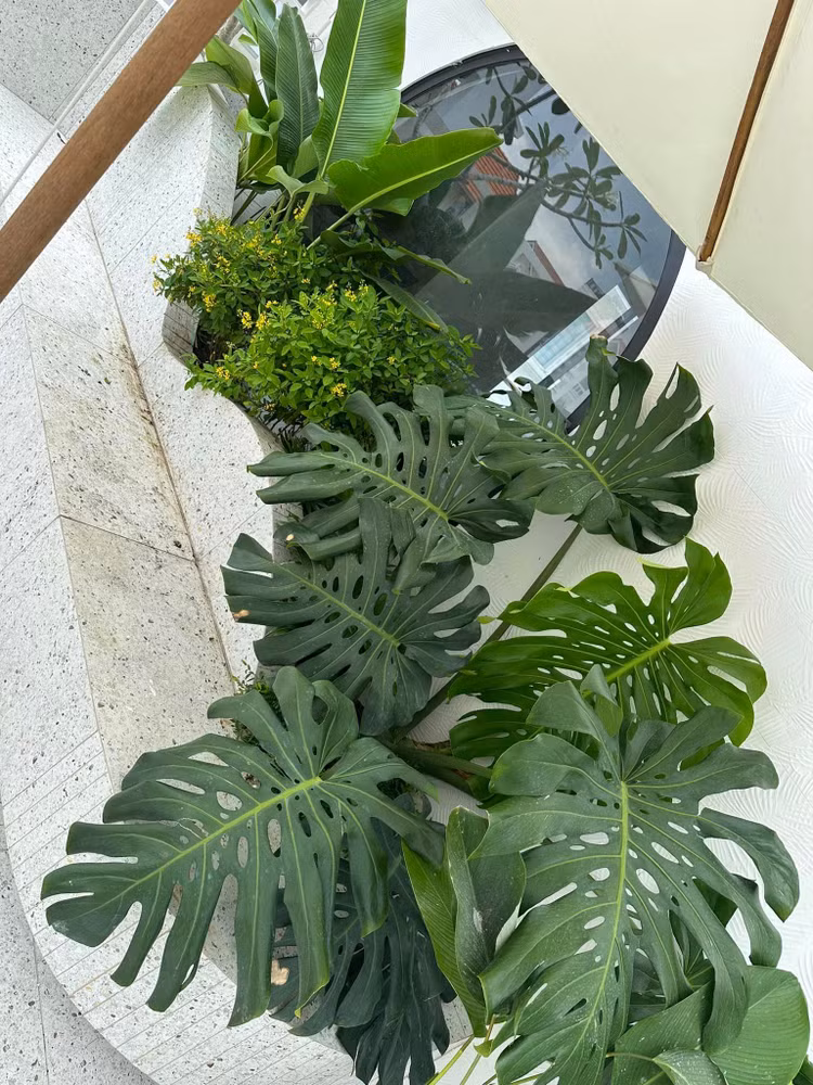 Dot nhap co ngoi rong 1.000 m2 giua pho cua Van Trang-Hinh-10