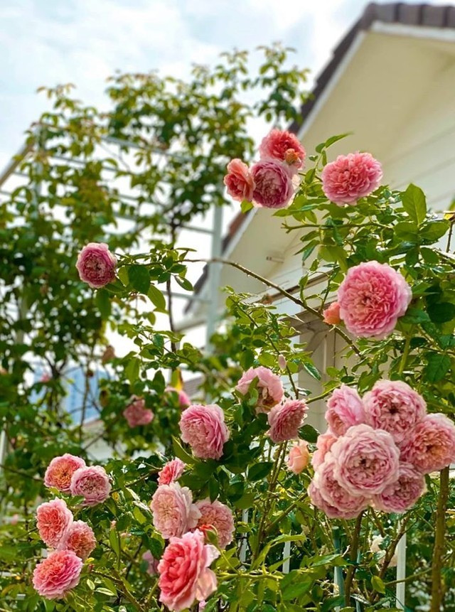 Xuyt xoa bach dinh 500 m2 ngap tran hoa trai cua MC Quyen Linh-Hinh-12