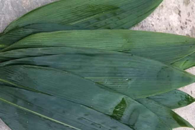 3 loai la rung day vuon o Viet Nam, ra nuoc ngoai “dat nhu vang“-Hinh-2