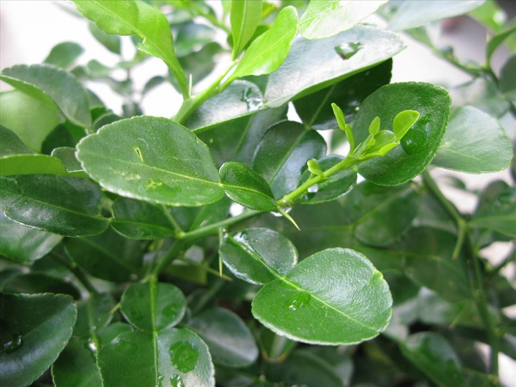 3 loai la rung day vuon o Viet Nam, ra nuoc ngoai “dat nhu vang“-Hinh-10