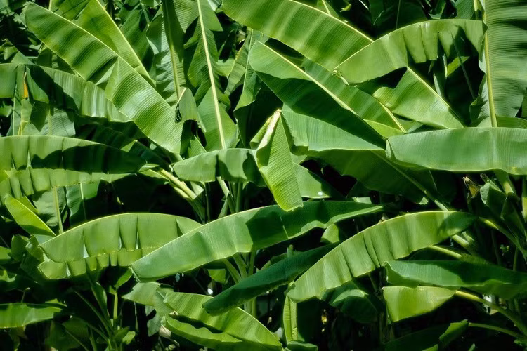 3 loai la rung day vuon o Viet Nam, ra nuoc ngoai “dat nhu vang“-Hinh-5