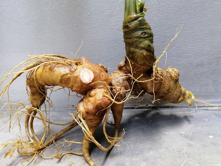 To mo loai hat dat nhat Viet Nam, gia toi 240 trieu dong/kg-Hinh-2