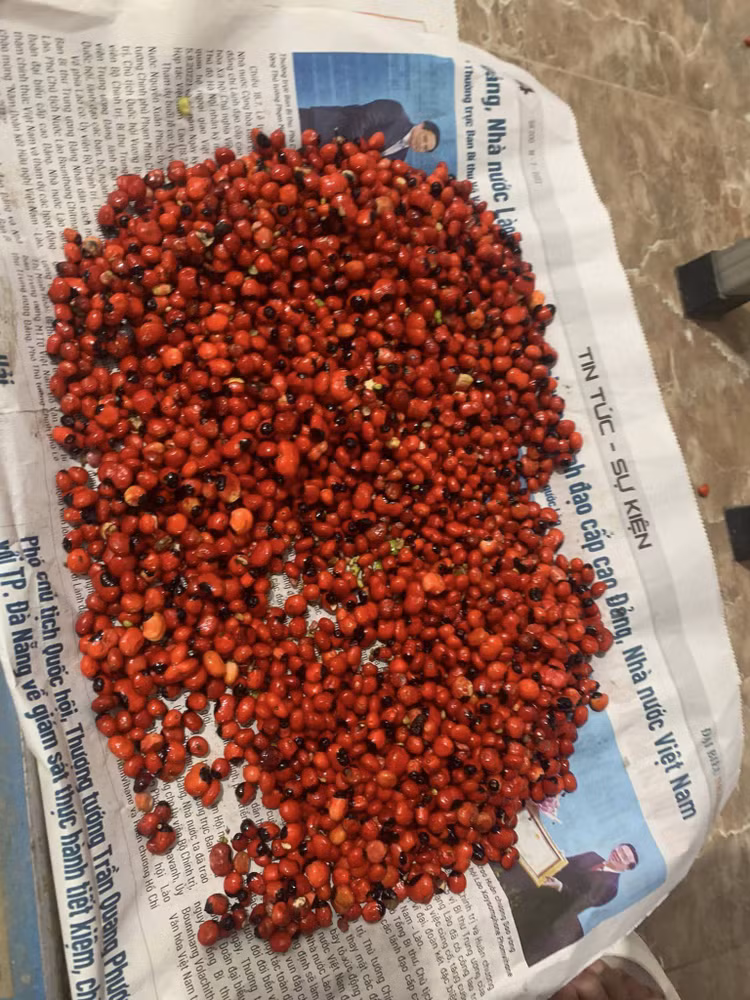 To mo loai hat dat nhat Viet Nam, gia toi 240 trieu dong/kg-Hinh-3