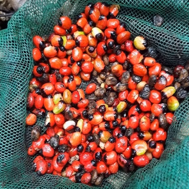 To mo loai hat dat nhat Viet Nam, gia toi 240 trieu dong/kg-Hinh-7