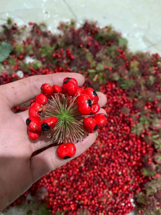 To mo loai hat dat nhat Viet Nam, gia toi 240 trieu dong/kg-Hinh-9