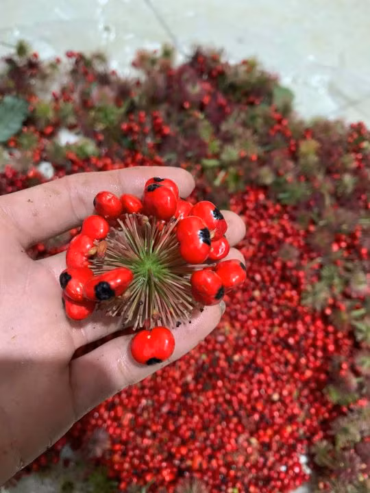 To mo loai hat dat nhat Viet Nam, gia toi 240 trieu dong/kg-Hinh-9