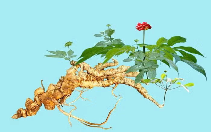 To mo loai hat dat nhat Viet Nam, gia toi 240 trieu dong/kg