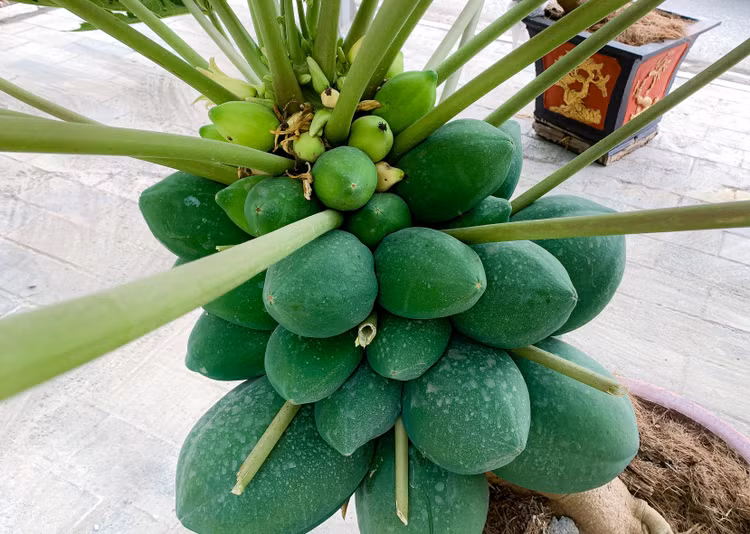 Thich mat loat du du bonsai triu qua choi Tet-Hinh-6