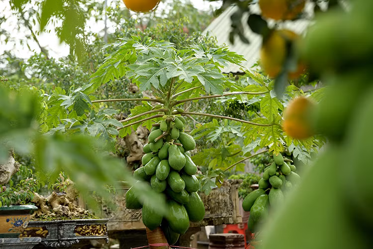 Thich mat loat du du bonsai triu qua choi Tet-Hinh-9