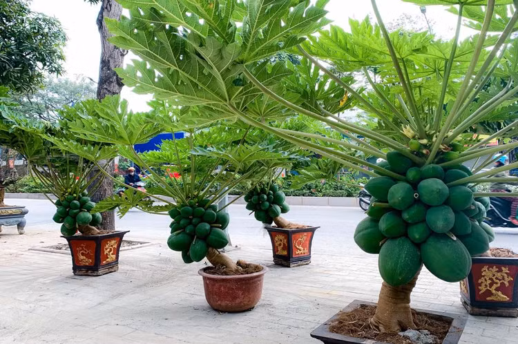 Thich mat loat du du bonsai triu qua choi Tet-Hinh-4