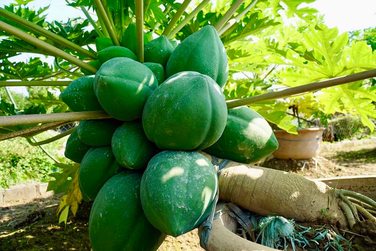 Thich mat loat du du bonsai triu qua choi Tet-Hinh-10