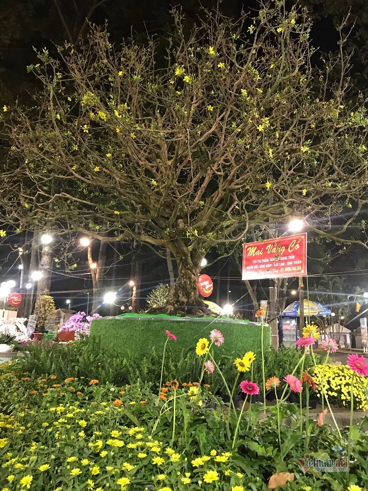 Ngam mai tram tuoi dai gia “chong” 6,1 ty chua chac mua duoc-Hinh-2