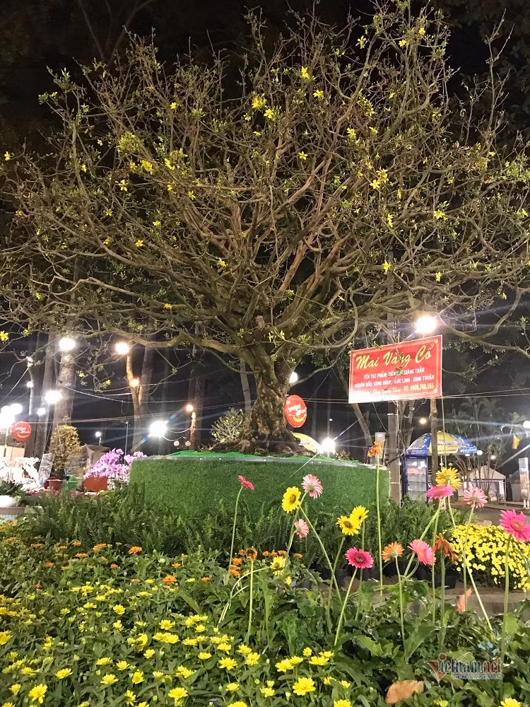 Ngam mai tram tuoi dai gia “chong” 6,1 ty chua chac mua duoc-Hinh-2