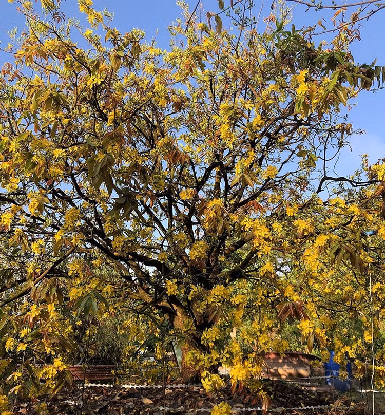 Ngam mai tram tuoi dai gia “chong” 6,1 ty chua chac mua duoc-Hinh-3