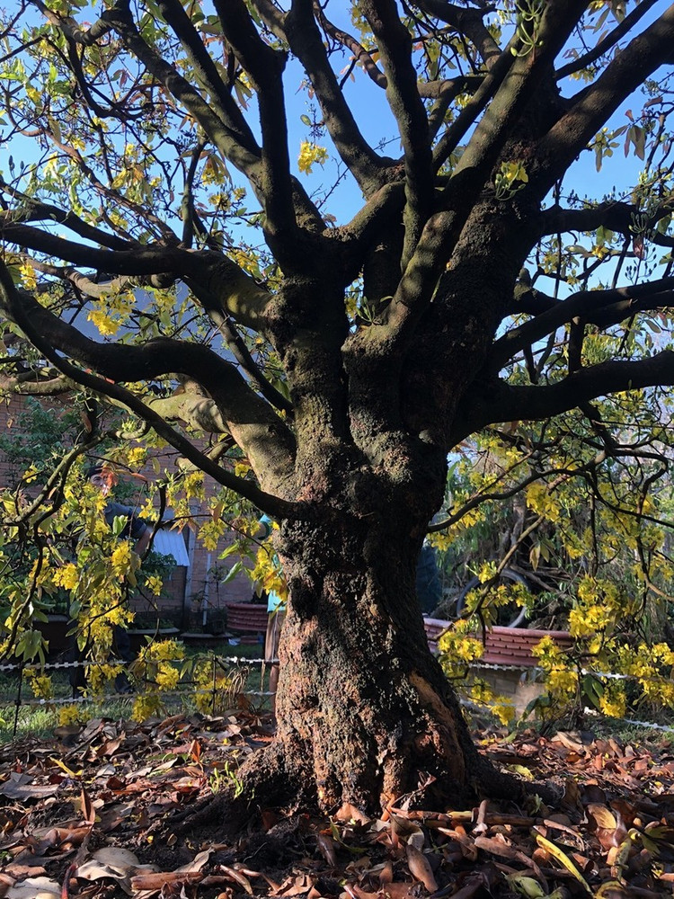 Ngam mai tram tuoi dai gia “chong” 6,1 ty chua chac mua duoc-Hinh-6