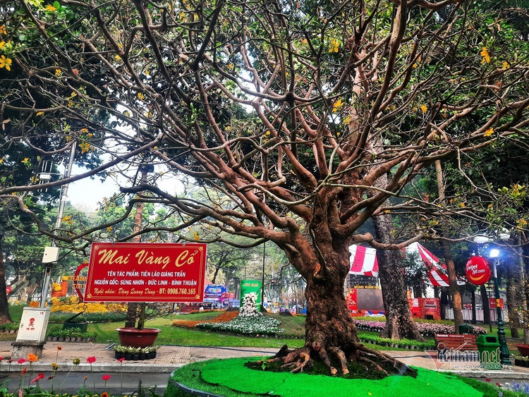 Ngam mai tram tuoi dai gia “chong” 6,1 ty chua chac mua duoc-Hinh-4