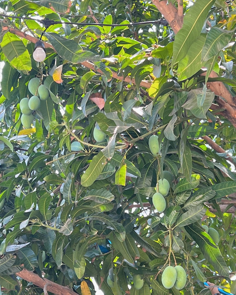 Biet thu san vuon ngap cay trai cua Tang Thanh Ha-Hinh-7