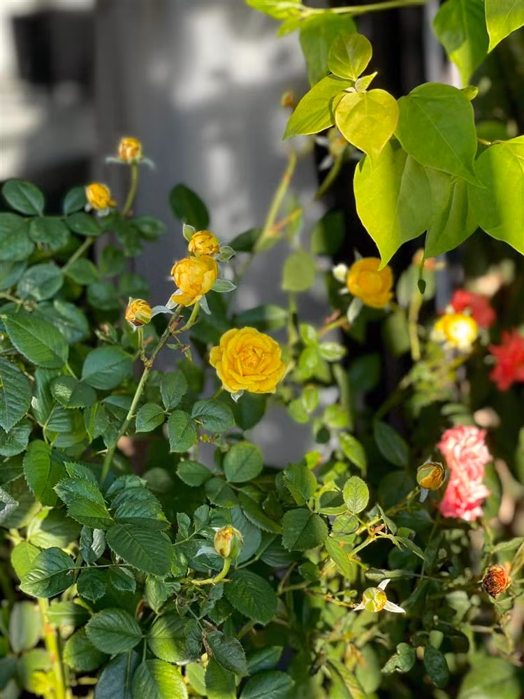 Can canh can ho cao cap cua Hoa hau Ky Duyen-Hinh-11