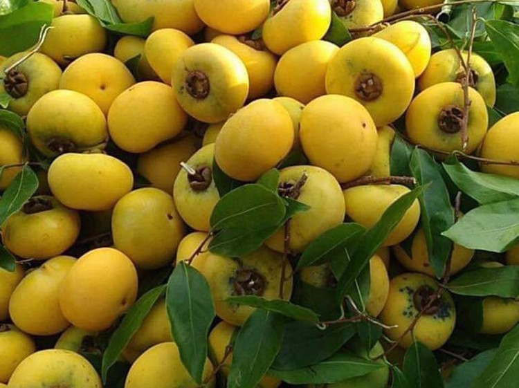 Thi sap tu que len pho 15.000 dong/qua van “chay hang“-Hinh-3