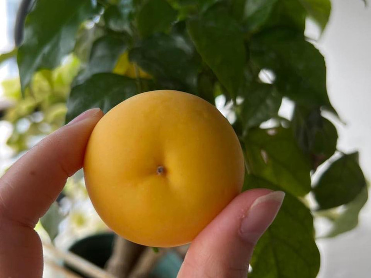 Thi sap tu que len pho 15.000 dong/qua van “chay hang“-Hinh-4