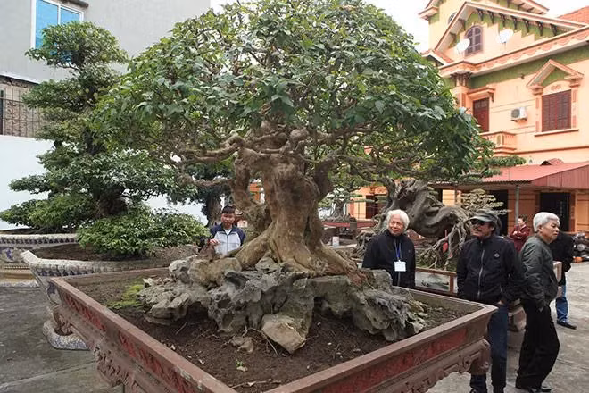 Vuon cay canh doc nhat vo nhi cua dai gia Phu Tho-Hinh-6