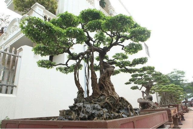 Vuon cay canh doc nhat vo nhi cua dai gia Phu Tho-Hinh-4