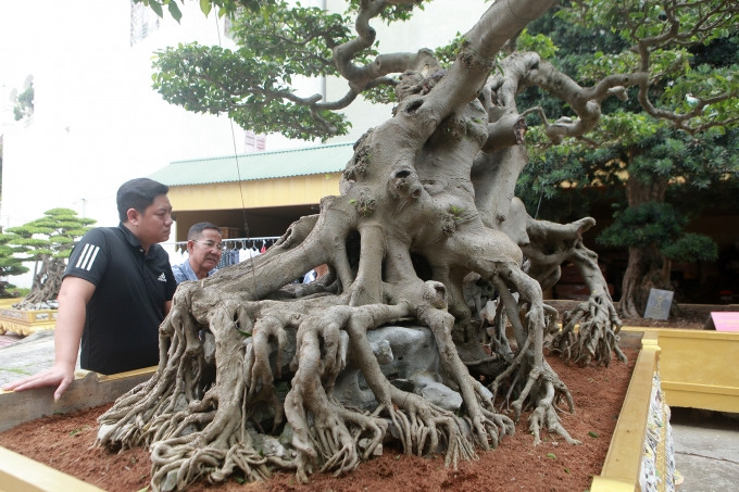 Vuon cay canh doc nhat vo nhi cua dai gia Phu Tho-Hinh-5