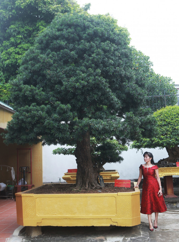 Vuon cay canh doc nhat vo nhi cua dai gia Phu Tho-Hinh-10