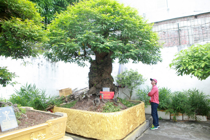 Vuon cay canh doc nhat vo nhi cua dai gia Phu Tho-Hinh-7