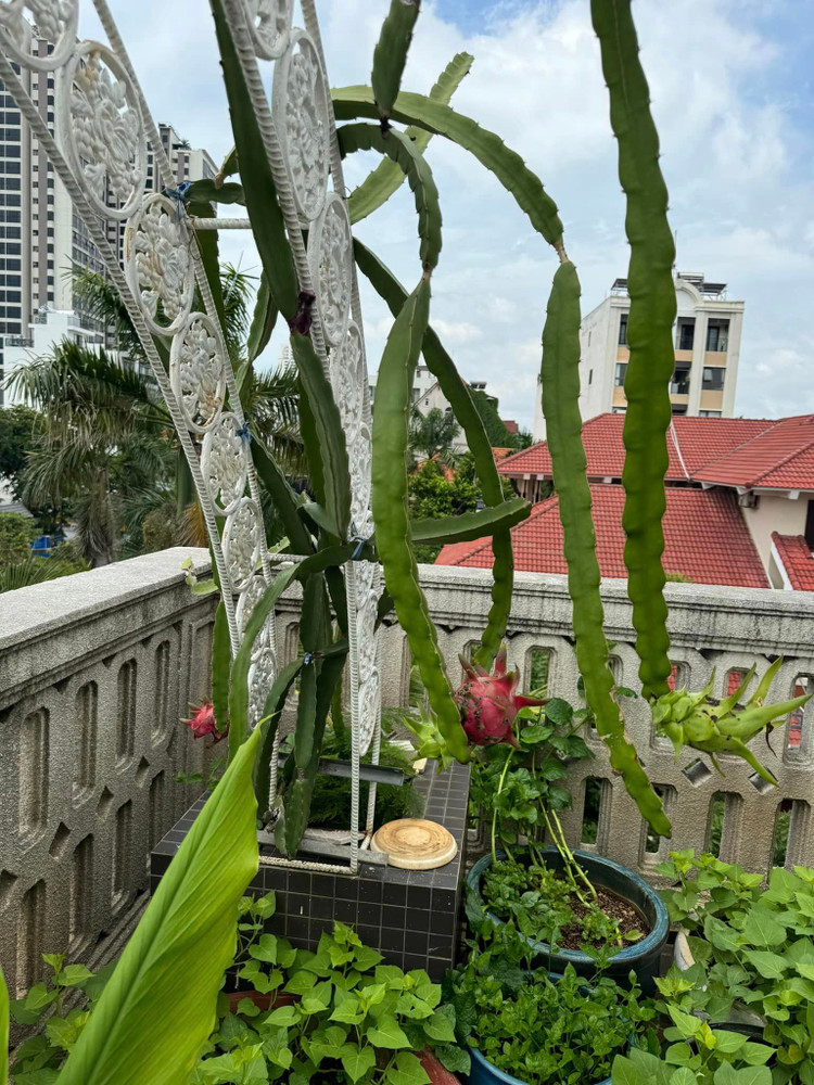 Biet thu nhu cung dien “di mai khong het” cua Hoa hau Giang My-Hinh-12