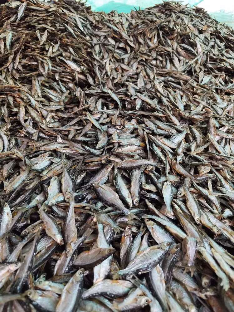 3 loai ca truoc “re nhu cho” nay dan pho tranh nhau mua-Hinh-4