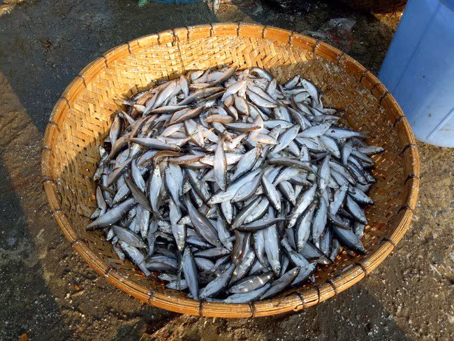 3 loai ca truoc “re nhu cho” nay dan pho tranh nhau mua-Hinh-3