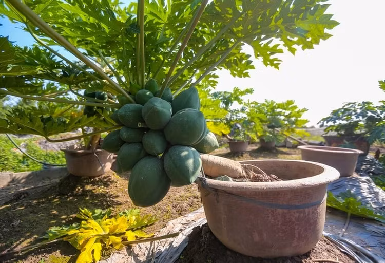 Loat bonsai chi chit qua khien dan choi me man-Hinh-8
